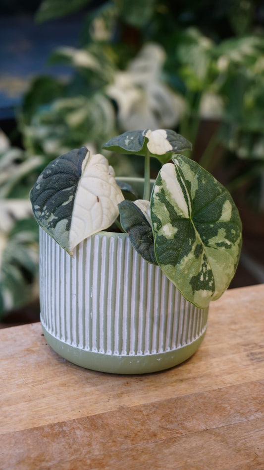 Alocasia Melo Albo Variegata studio plantes rares jungle jardinerie strasbourg rare plant shop online pflanzen