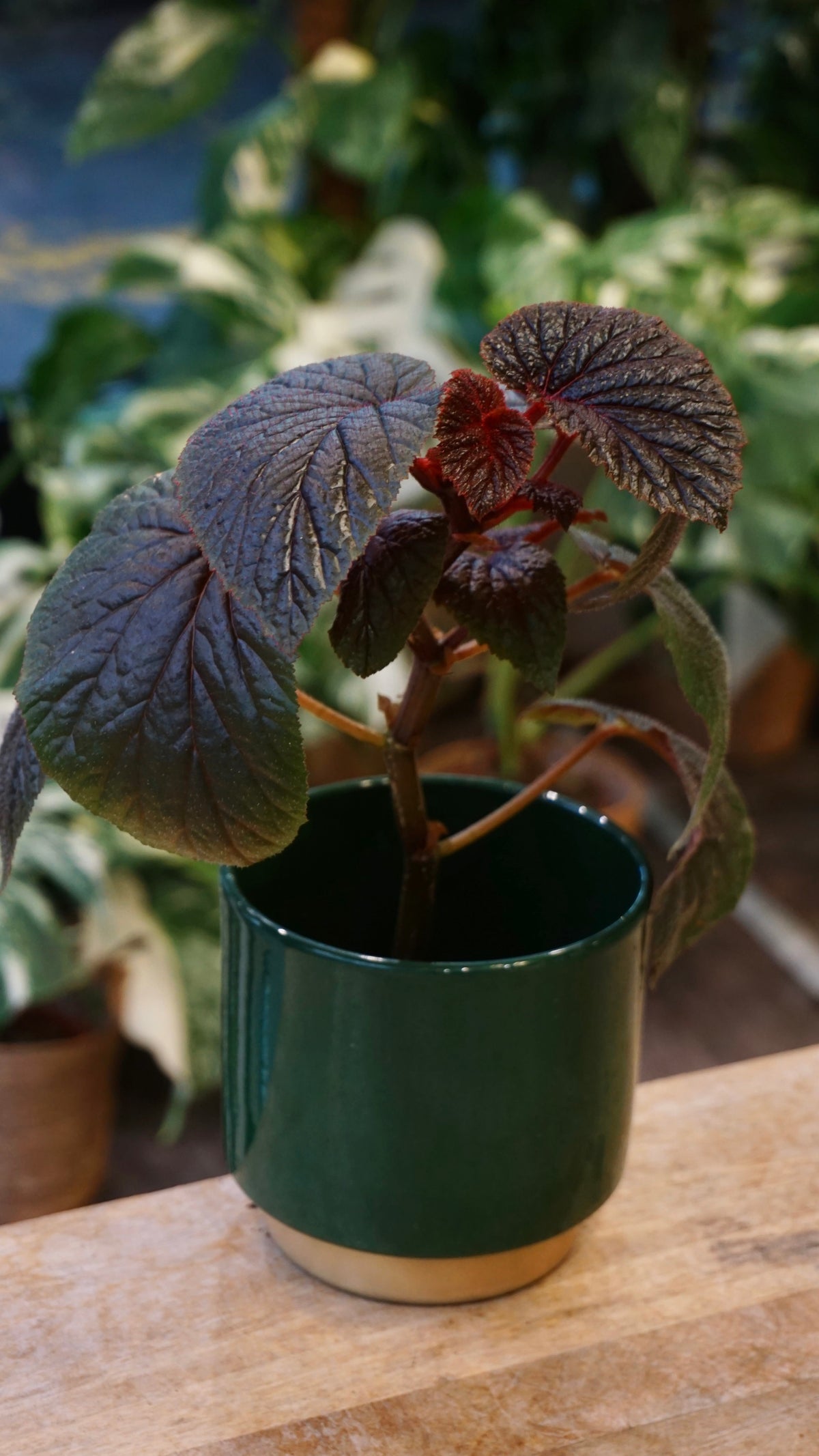 Begonia Backiensis