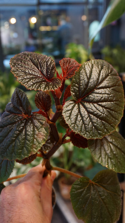 Begonia Backiensis
