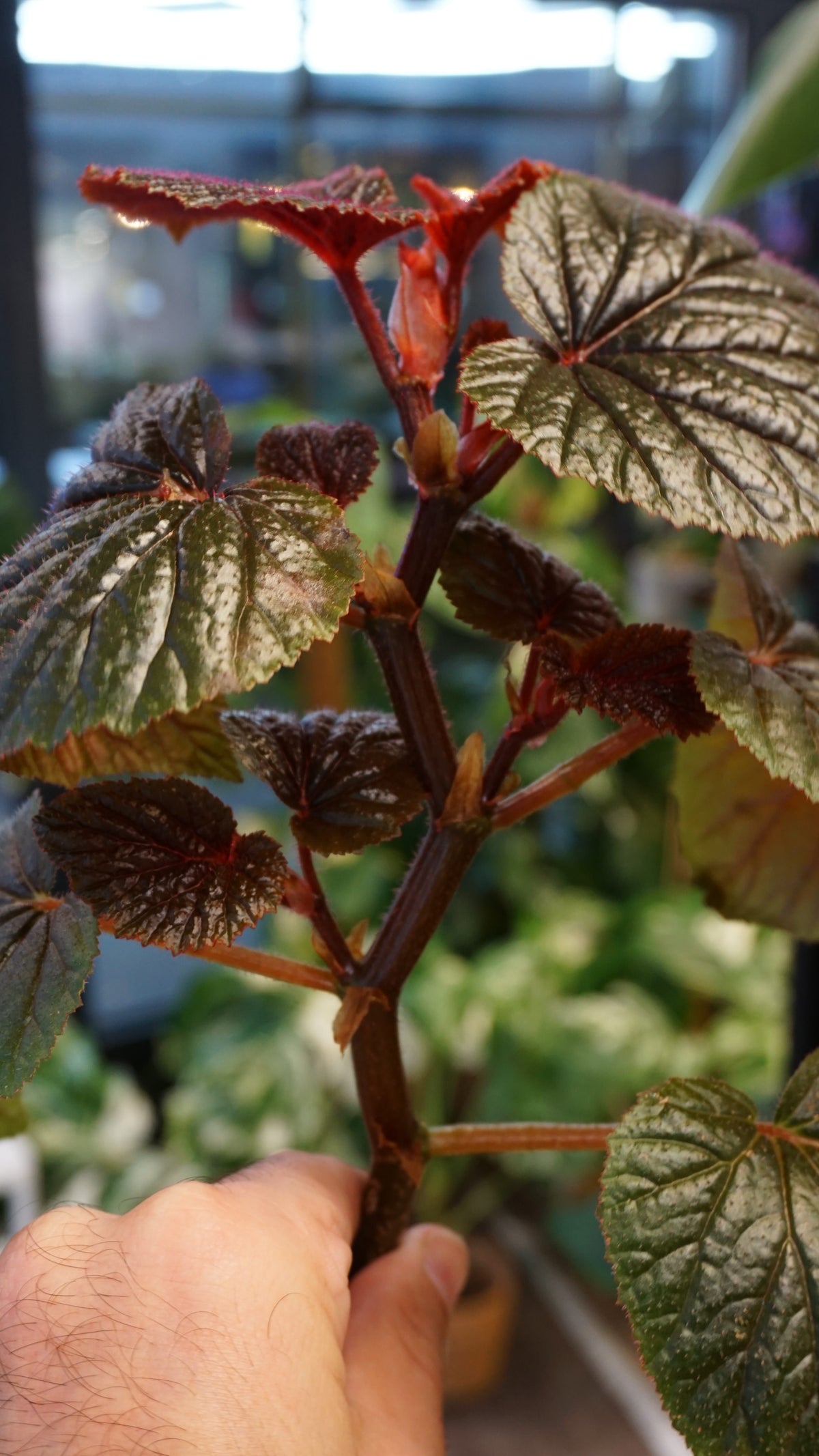 Begonia Backiensis