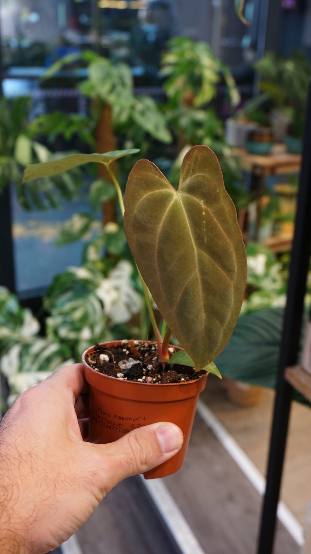 Anthurium Papillilaminum