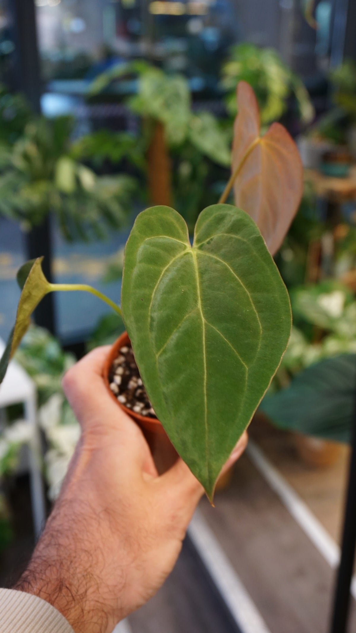 Anthurium Papillilaminum