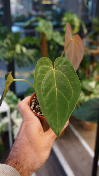 Anthurium Papillilaminum