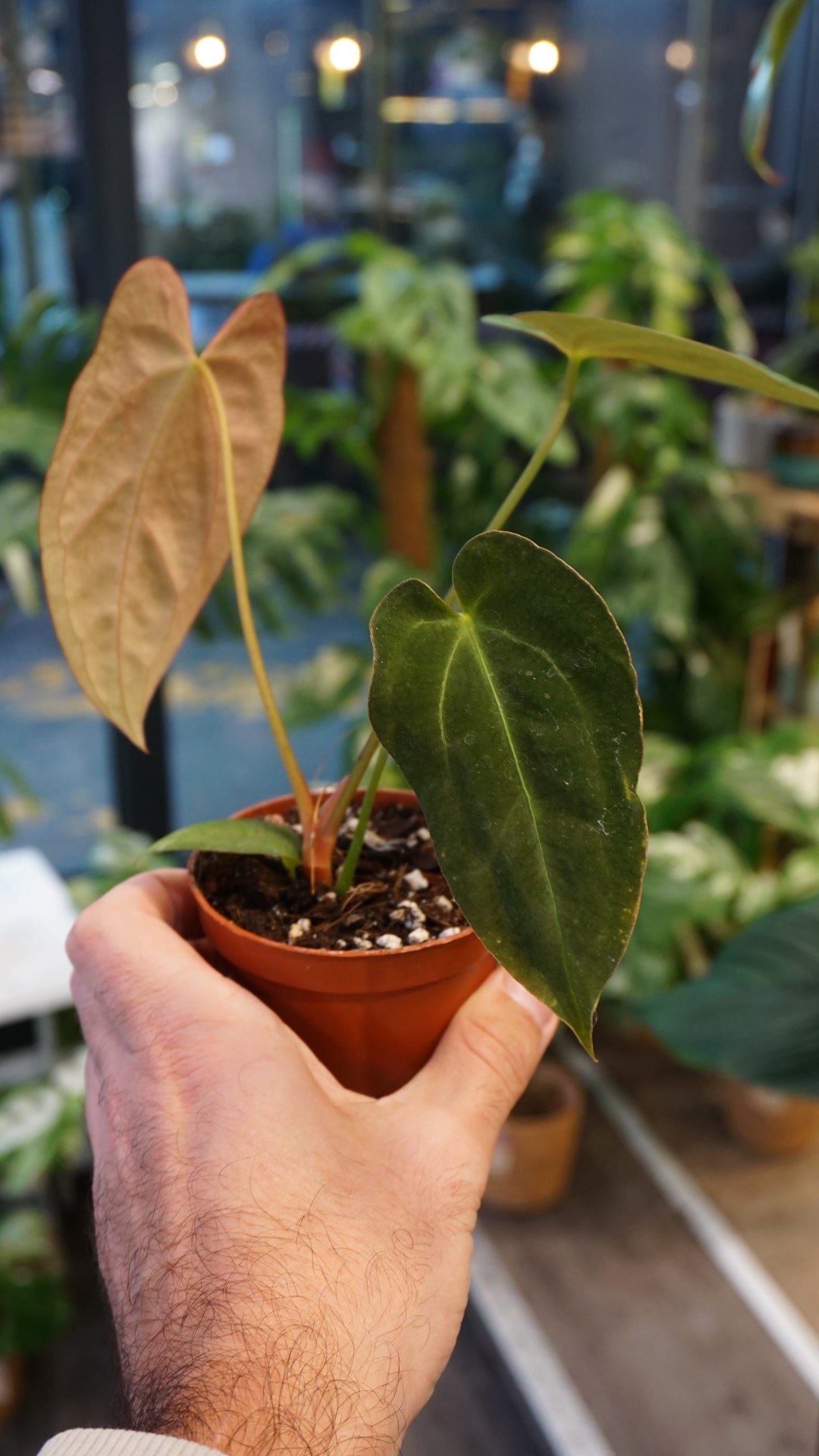 Anthurium Papillilaminum