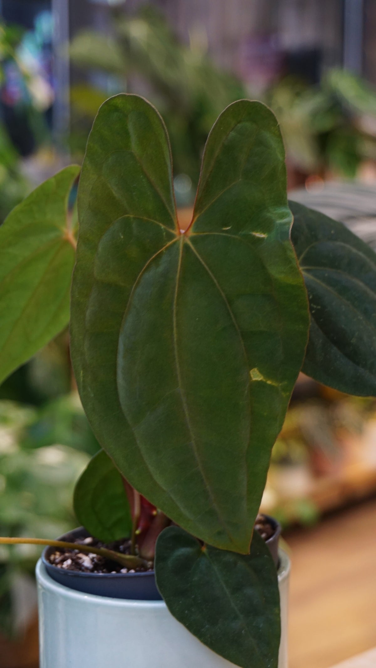 Anthurium Dark Phoenix x Papillilaminum studio plantes rares jungle jardinerie strasbourg rare plant shop online pflanzen