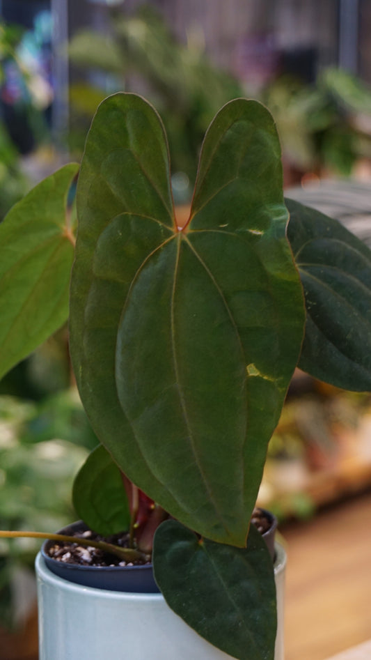 Anthurium Dark Phoenix x Papillilaminum studio plantes rares jungle jardinerie strasbourg rare plant shop online pflanzen