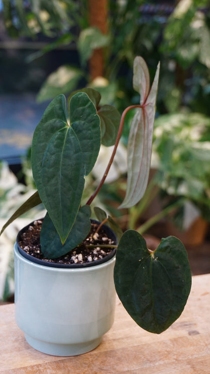 Anthurium Dark Phoenix x Papillilaminum studio plantes rares jungle jardinerie strasbourg rare plant shop online pflanzen