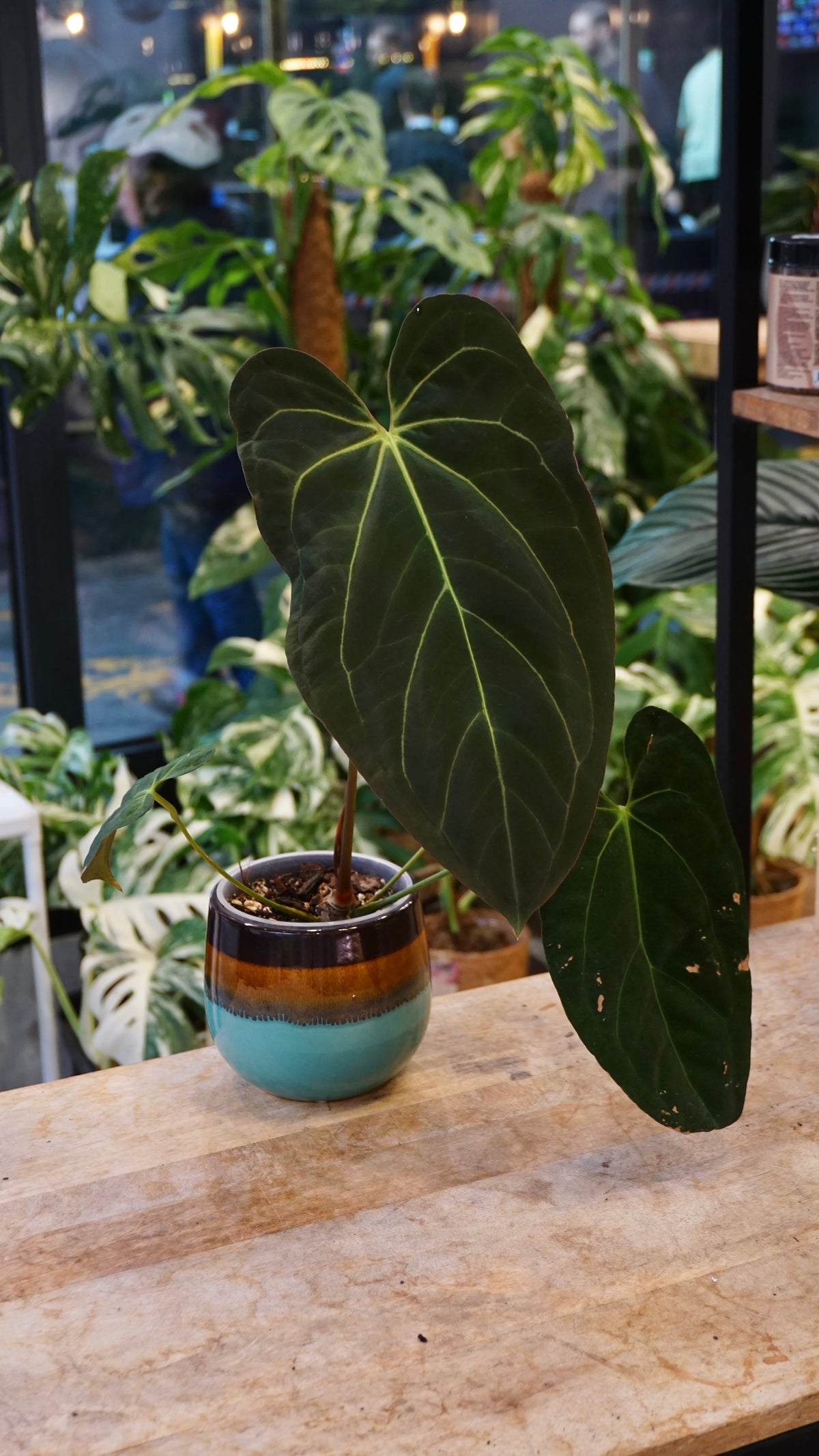 Anthurium Papillilaminum