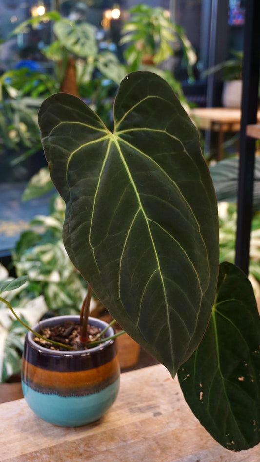 Anthurium Papillilaminum