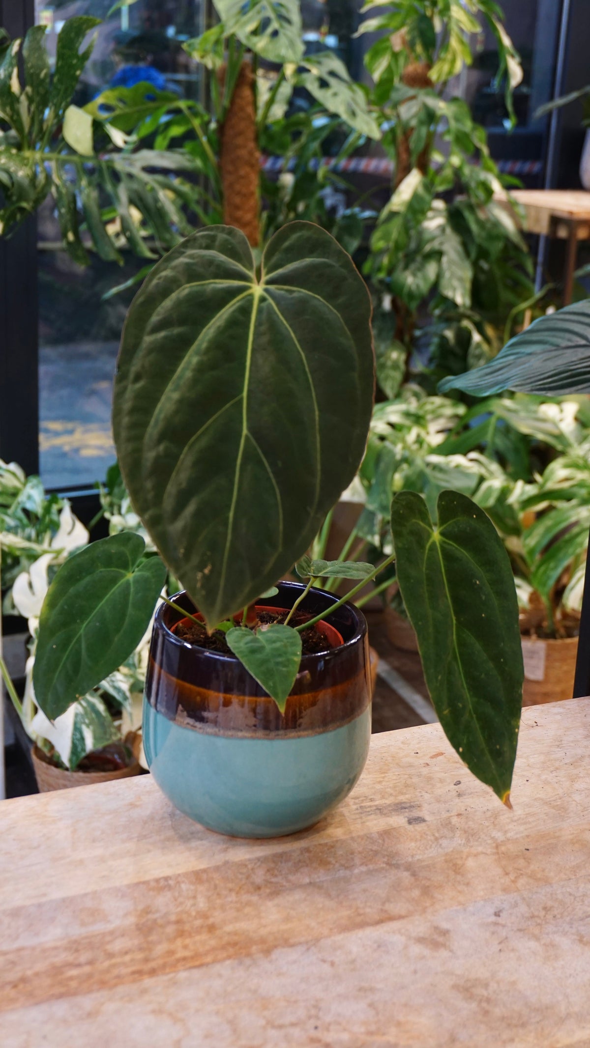 Anthurium Papillilaminum