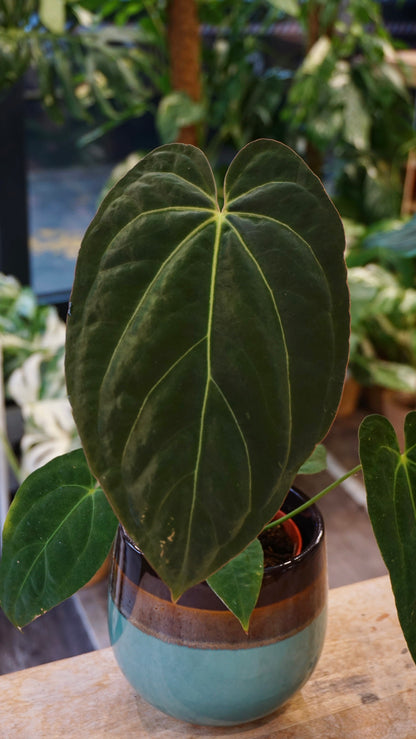 Anthurium Papillilaminum