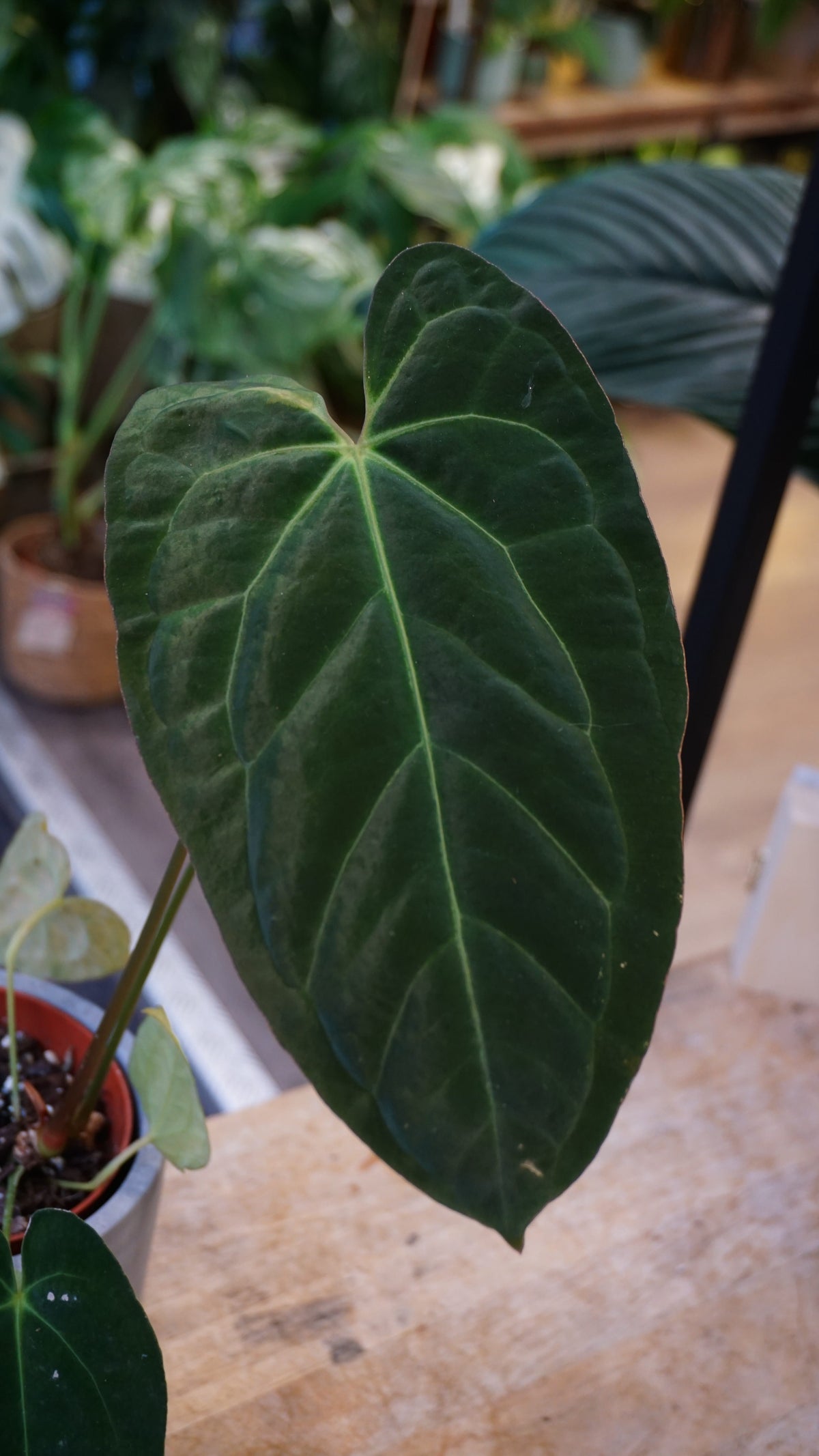 Anthurium Papillilaminum