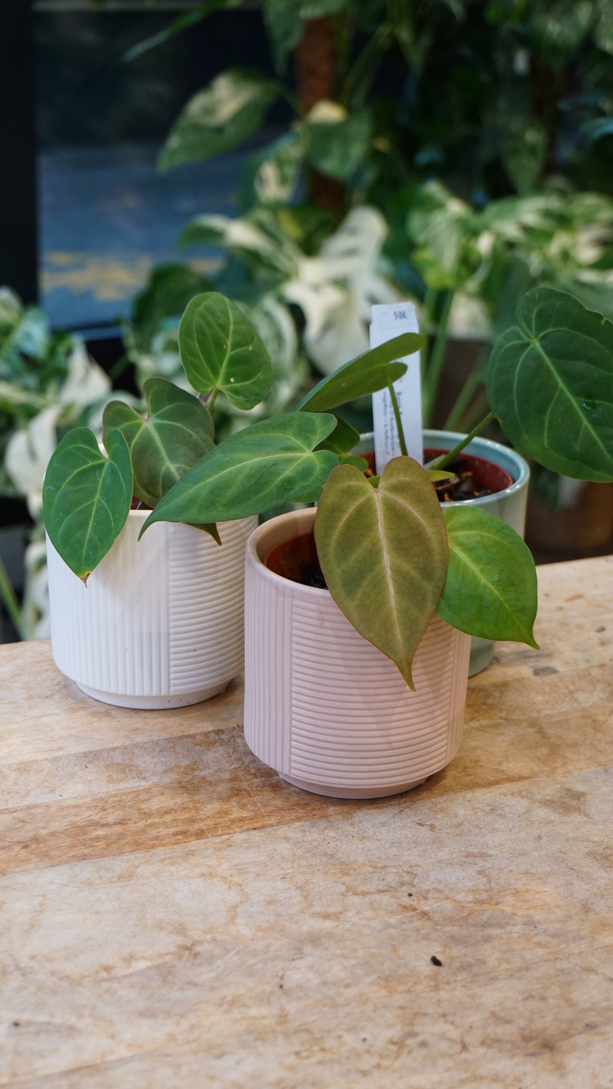 anthurium Hybride par Captain Aroid : anthurium (ace of spades ms goth x magnificum) x anthurium hoffmanii IT studio plantes rares jungle jardinerie strasbourg fleuriste rare plant shop online pflanzen