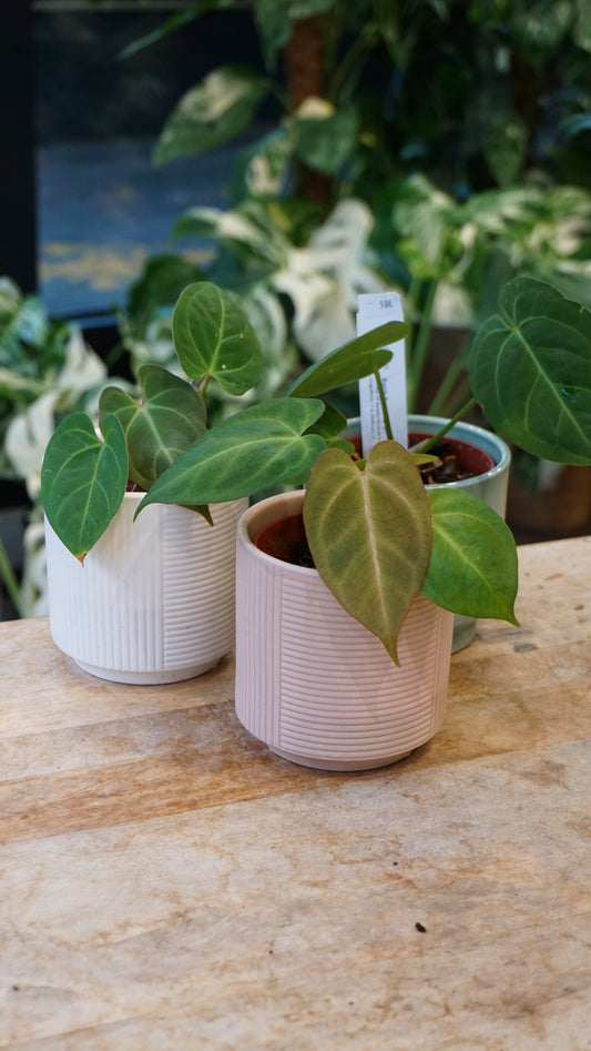 anthurium Hybride par Captain Aroid : anthurium (ace of spades ms goth x magnificum) x anthurium hoffmanii IT studio plantes rares jungle jardinerie strasbourg fleuriste rare plant shop online pflanzen
