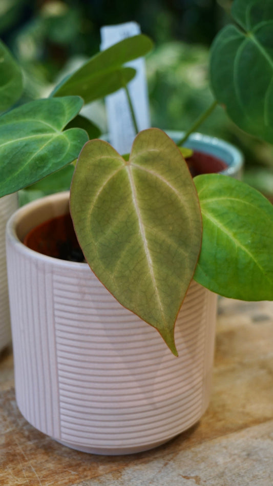 anthurium Hybride par Captain Aroid : anthurium (ace of spades ms goth x magnificum) x anthurium hoffmanii IT studio plantes rares jungle jardinerie strasbourg fleuriste rare plant shop online pflanzen