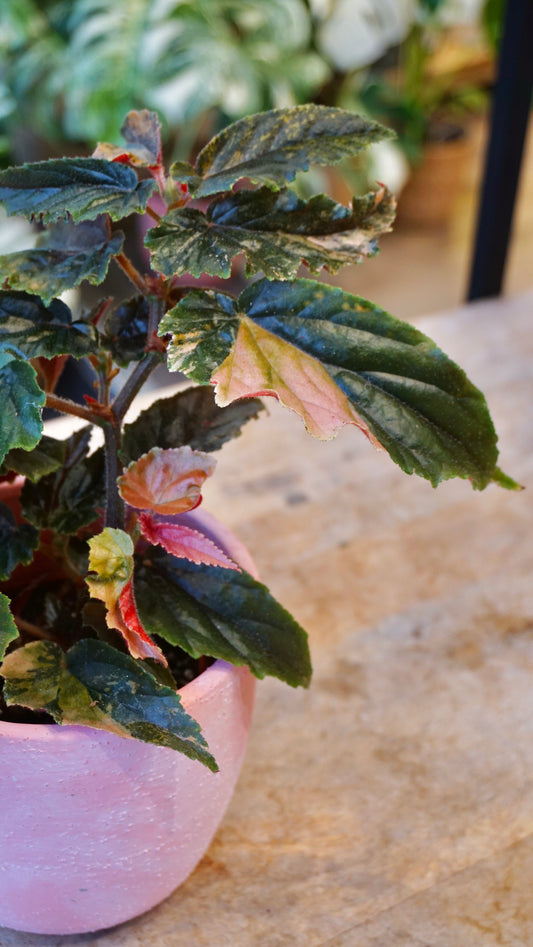 Begonia Ginny Galaxy Variegata
