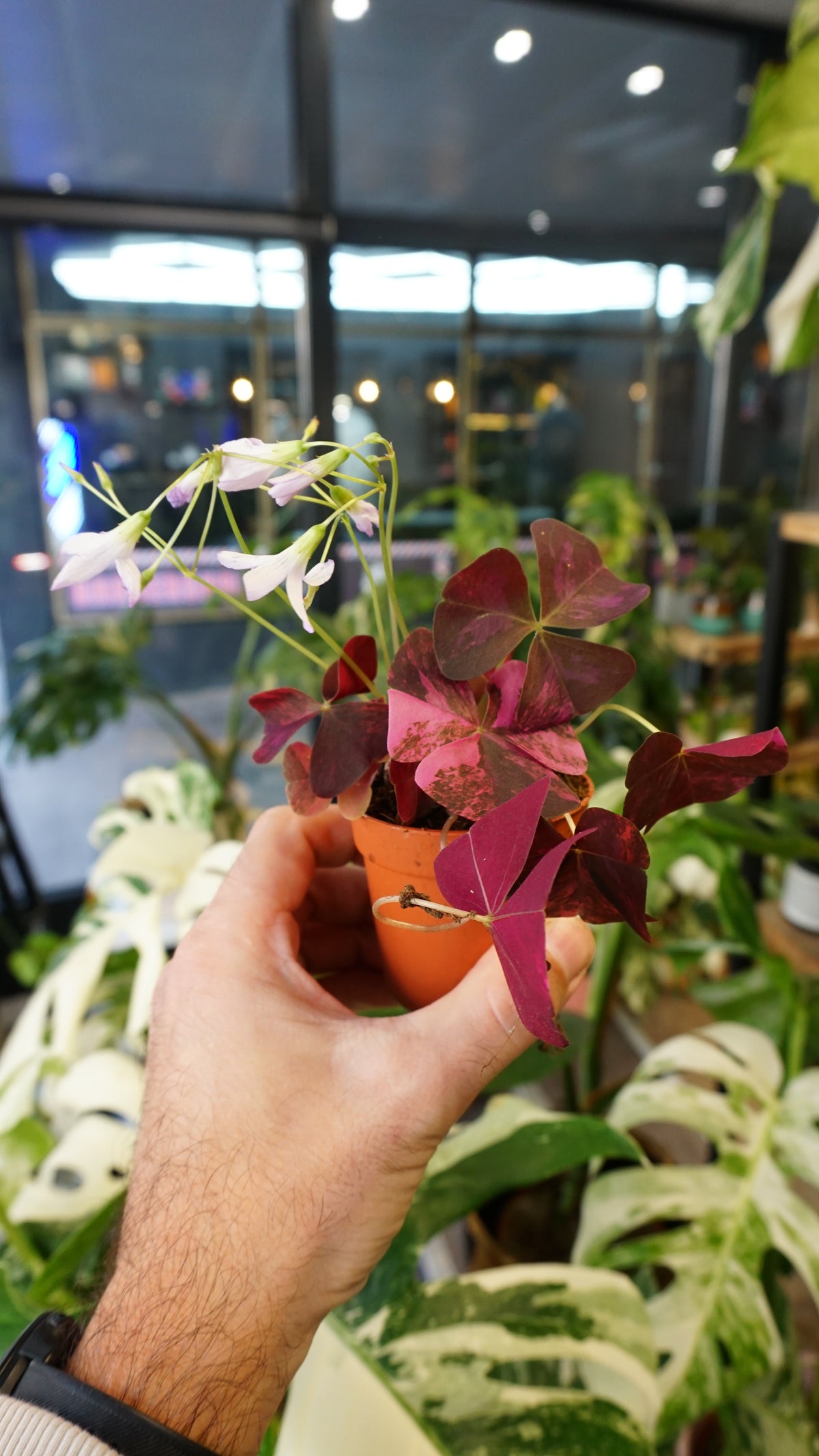 Oxalis Triangularis Pink Variegata
