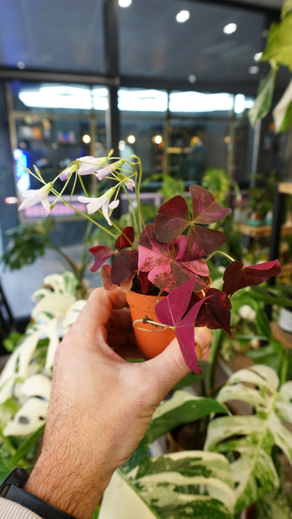 Oxalis Triangularis Pink Variegata