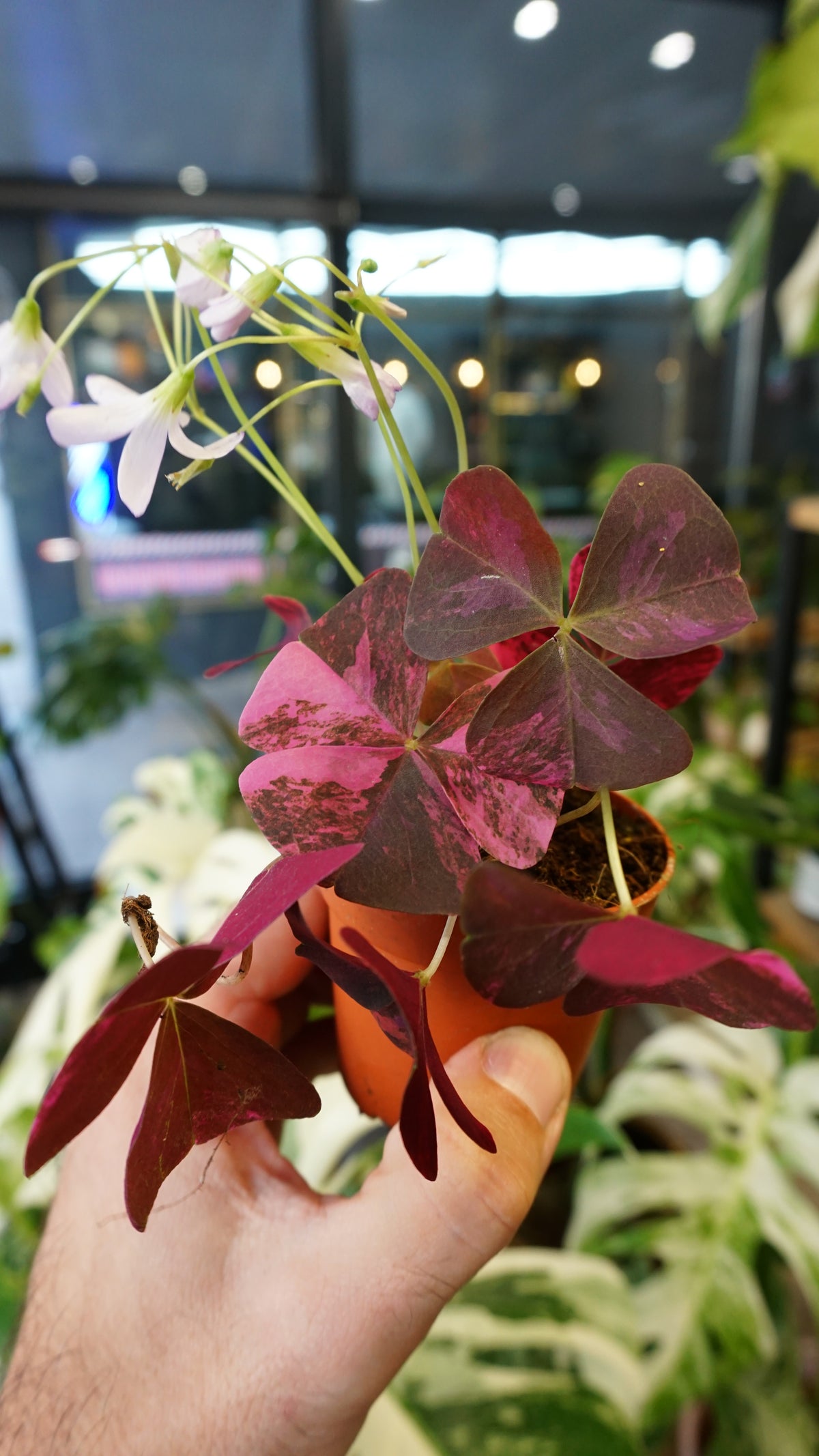 Oxalis Triangularis Pink Variegata