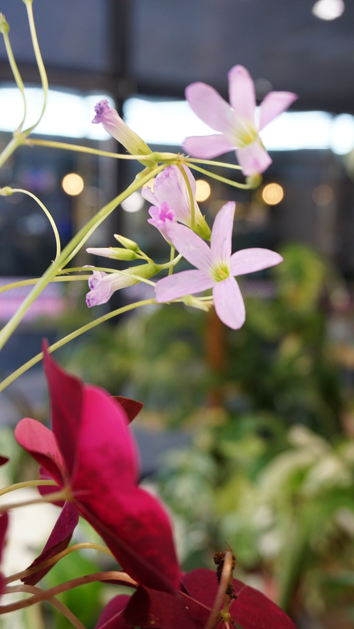 Oxalis Triangularis Pink Variegata
