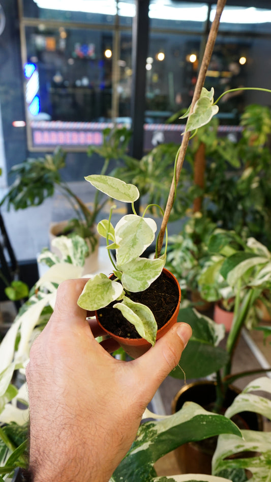 Begonia Morris