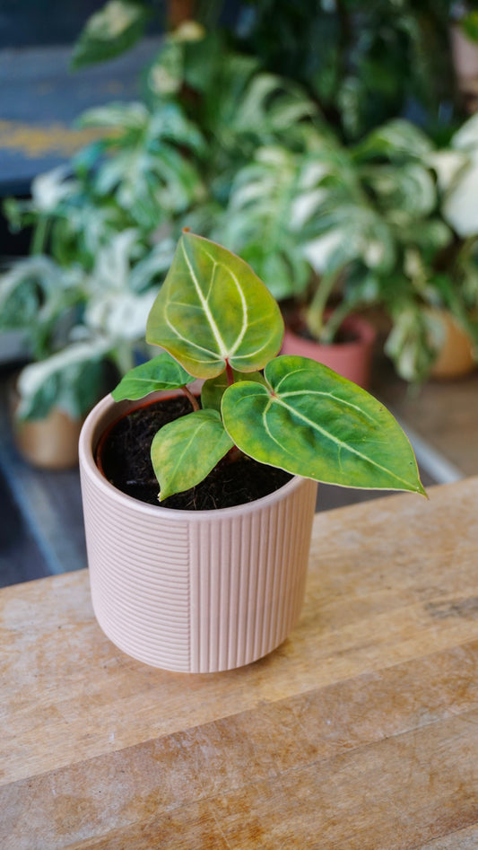 Anthurium Regale