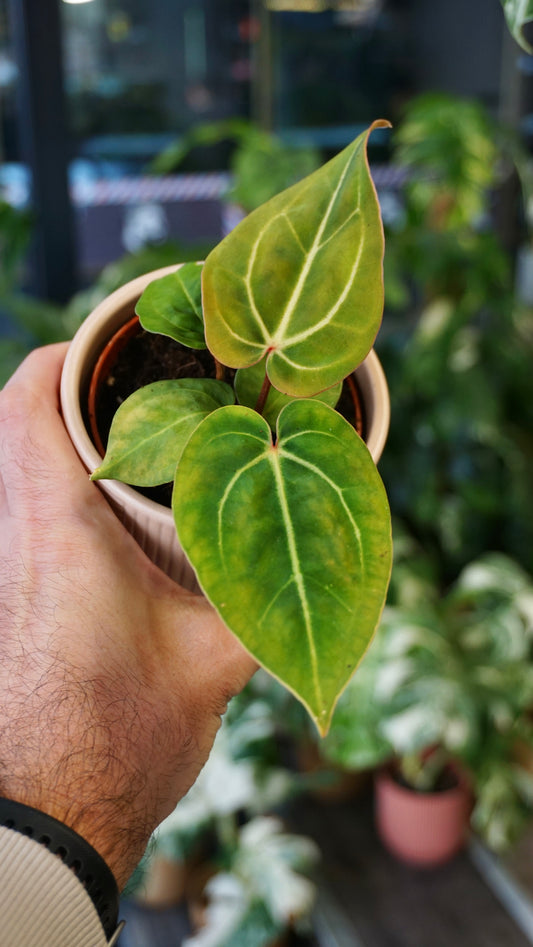 Anthurium Regale