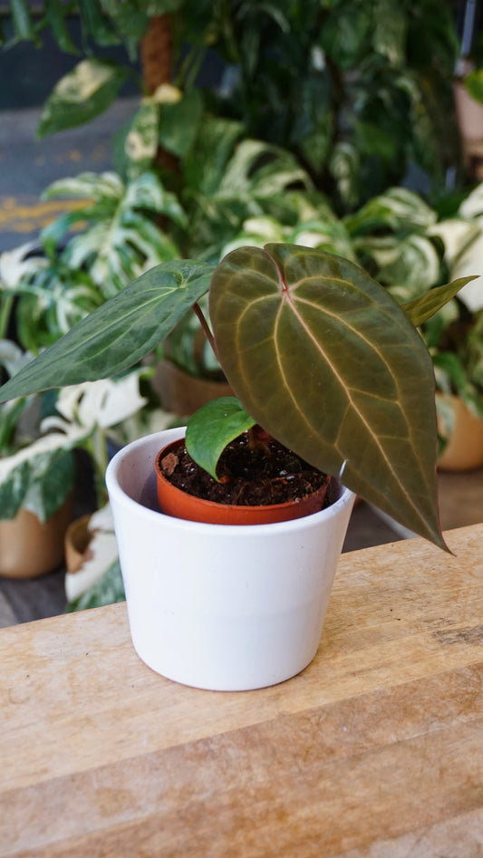 Anthurium Magnificum Mint