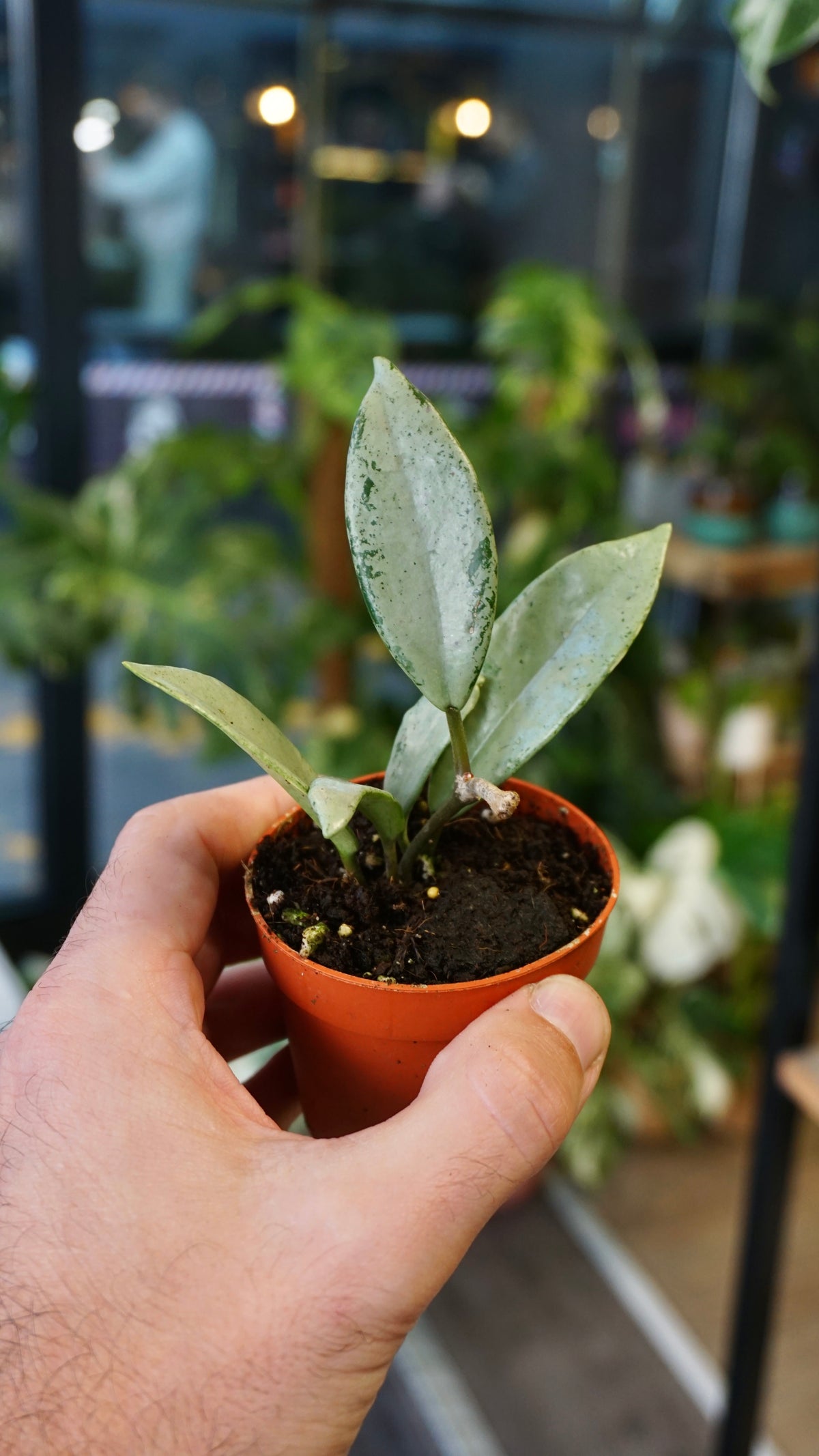 Hoya archboldiana