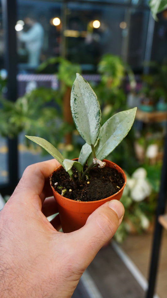 Hoya archboldiana
