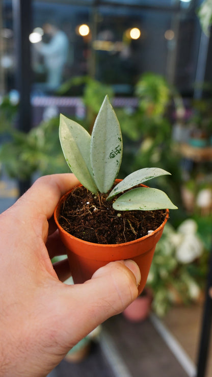 Hoya archboldiana