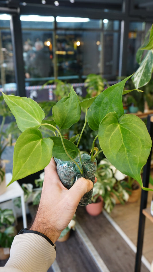 Anthurium Delta Force (S)