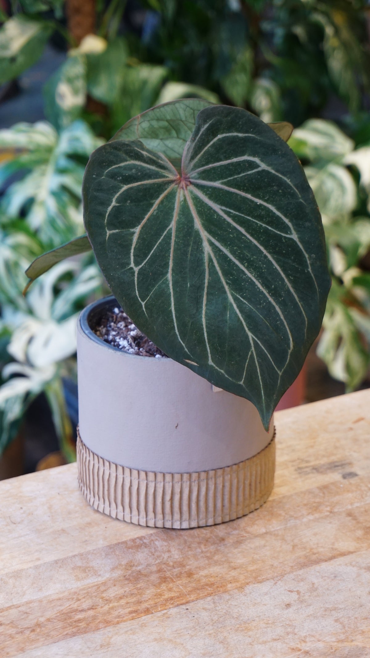 Anthurium King Of Spades HU huja ulih strasbourg