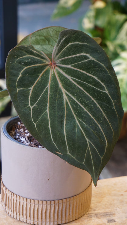Anthurium King Of Spades HU huja ulih strasbourg leaf zoom