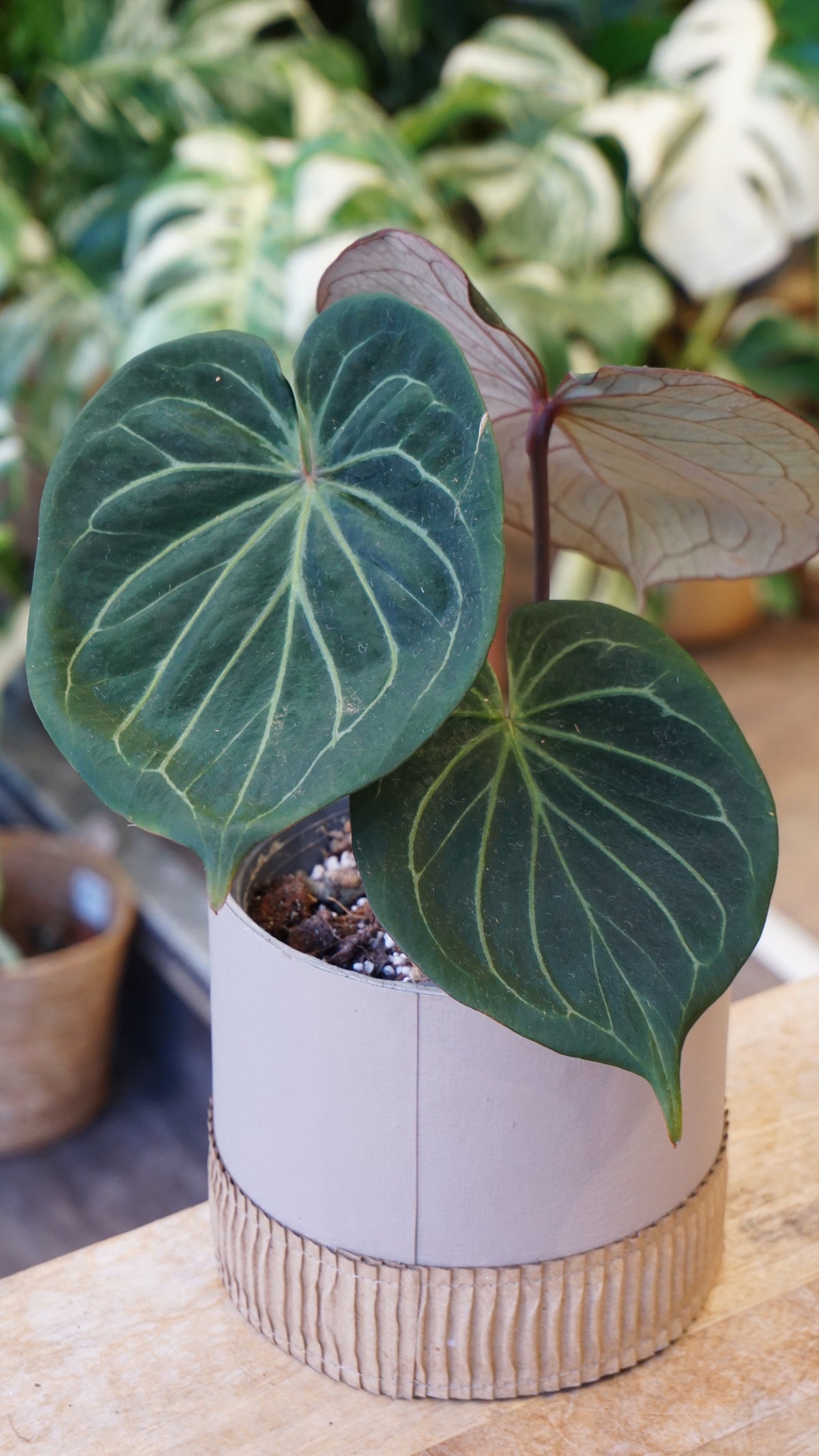 Anthurium King Of Spades HU huja ulih strasbourg other leaves