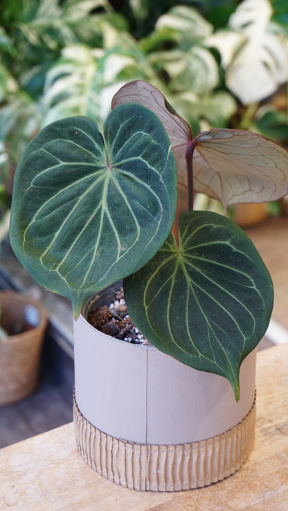Anthurium King Of Spades HU huja ulih strasbourg other leaves