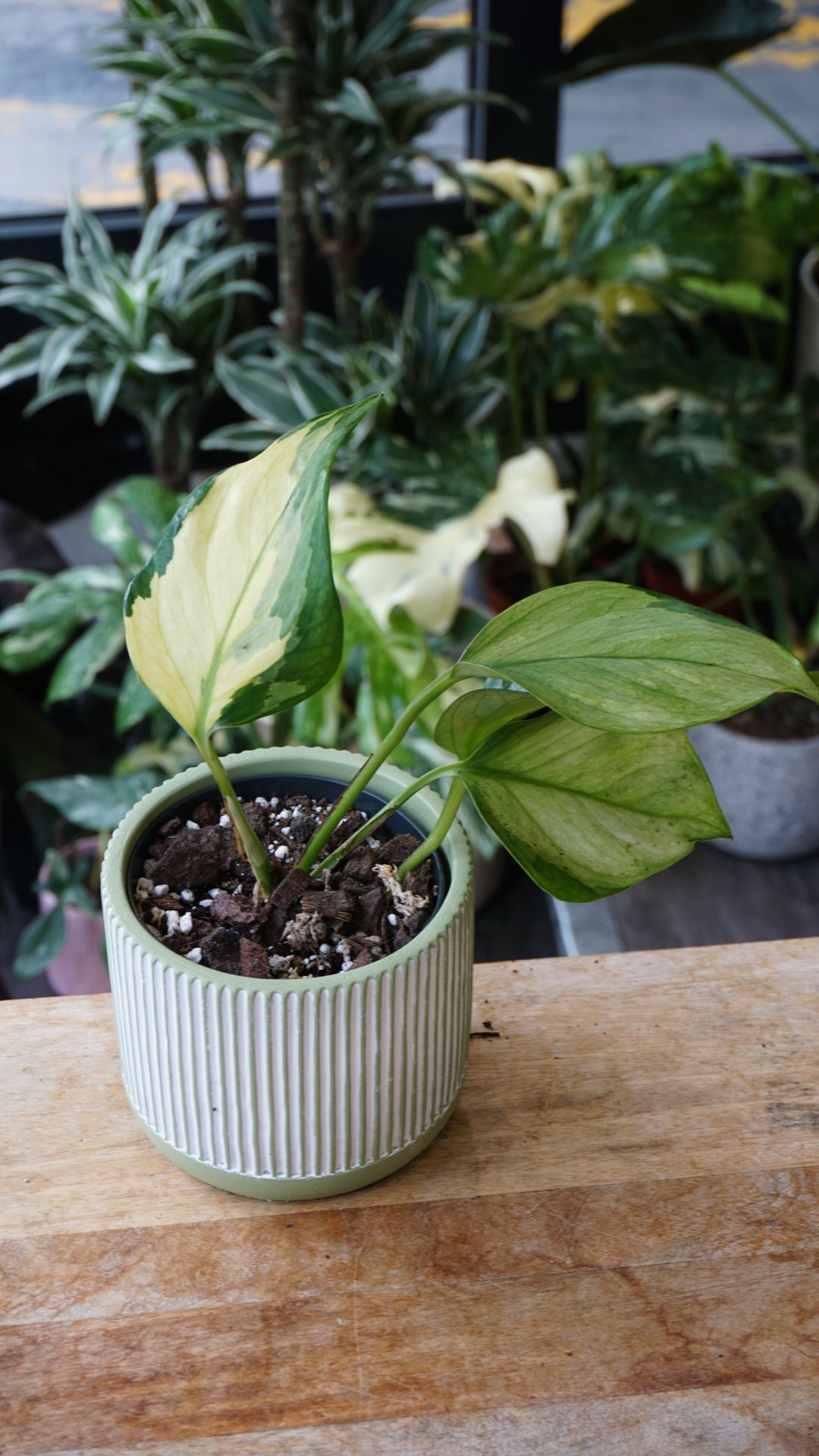 Epipremnum Manjula Gold – Plante suspendue rare Studio Plantes