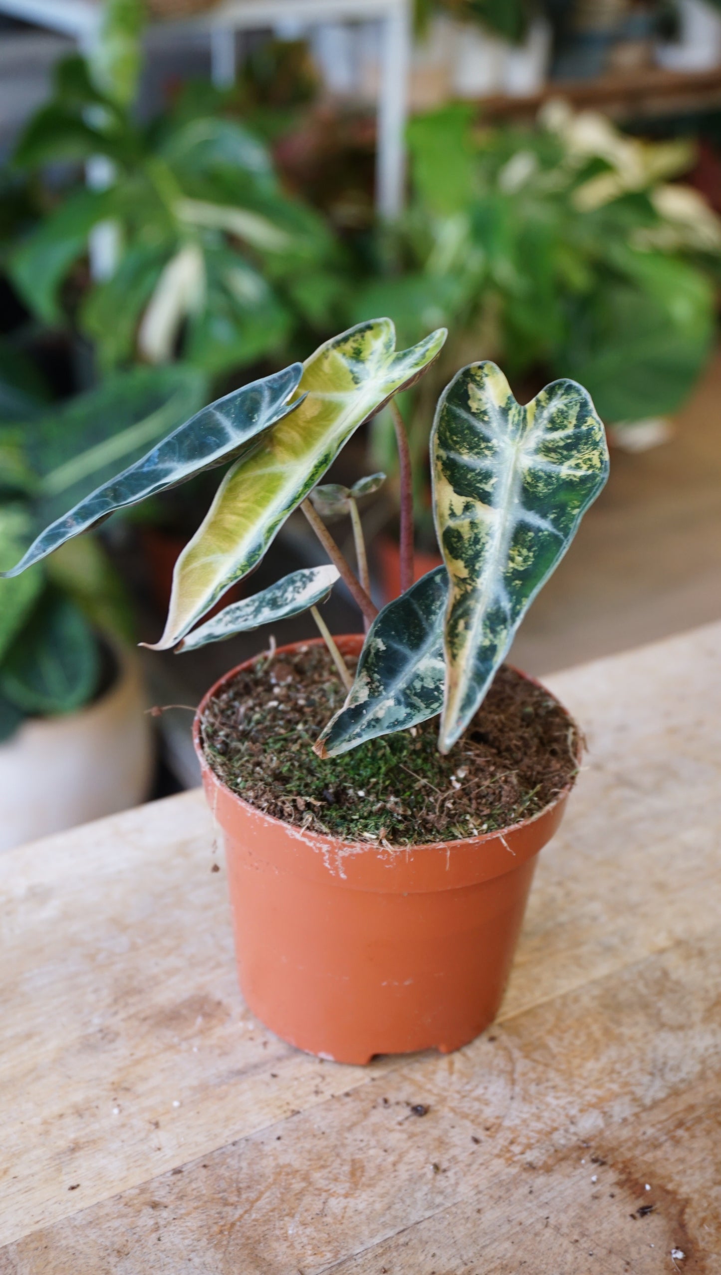 Alocasia Bambino Aurea Variegata