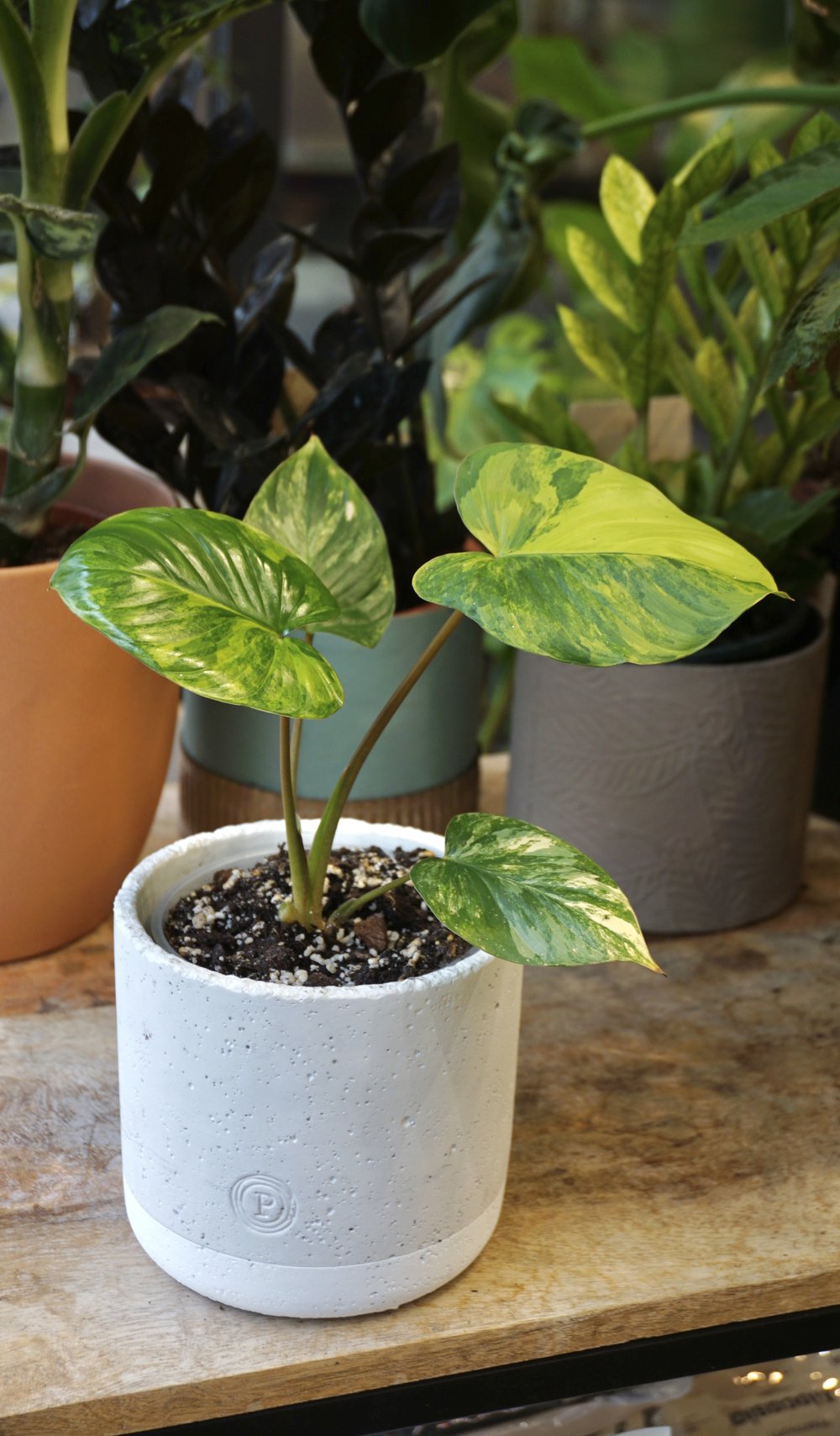 Homalomena Rubescens Variegata