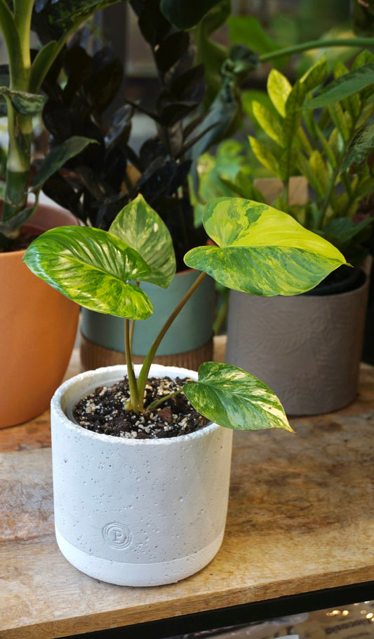 Homalomena Rubescens Variegata