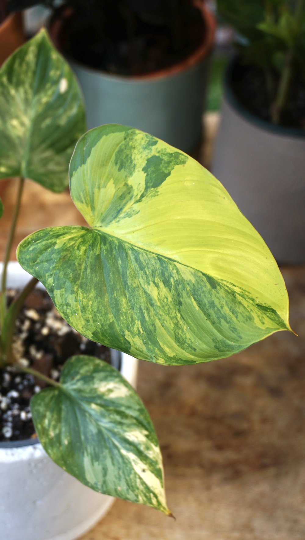 Homalomena Rubescens Variegata