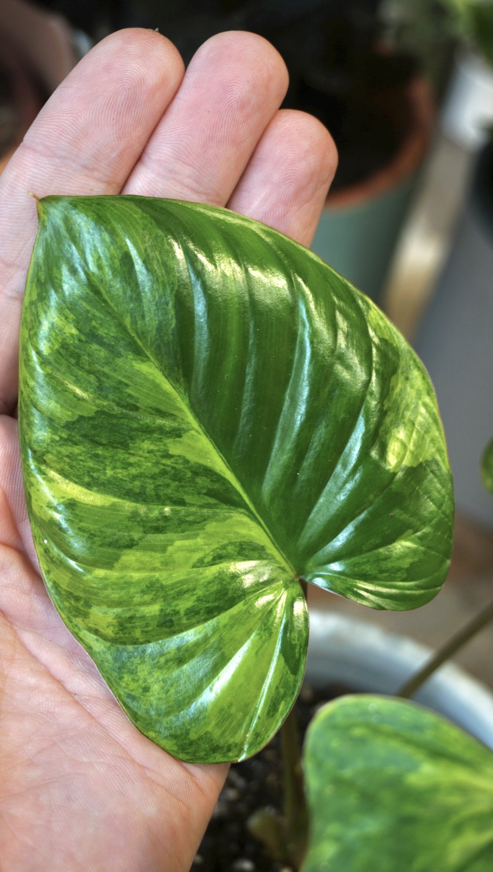 Homalomena Rubescens Variegata