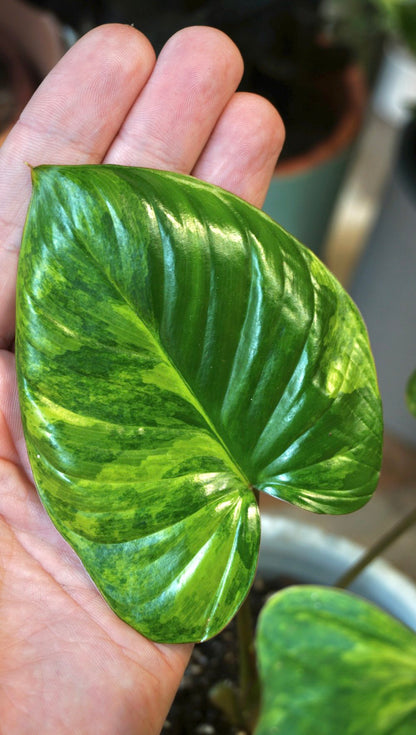 Homalomena Rubescens Variegata