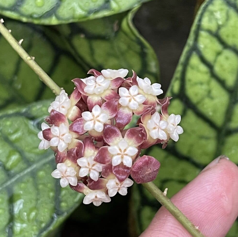 Hoya Callistophylla