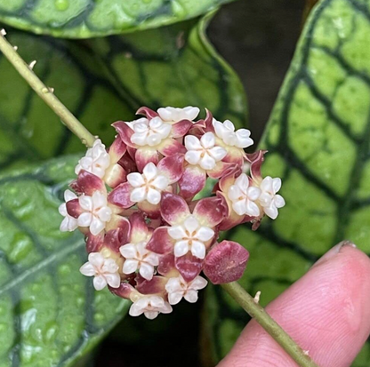 Hoya Callistophylla