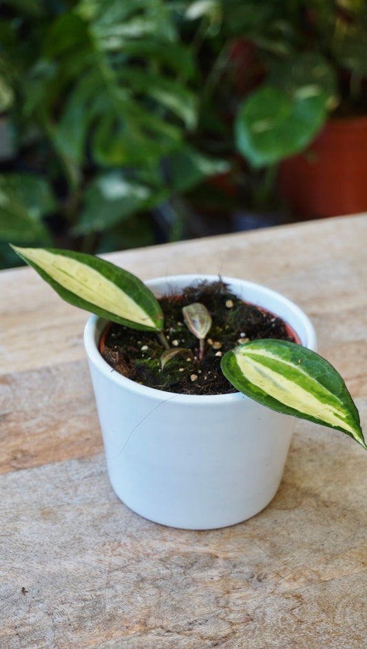 Hoya Latifolia Pot of Gold