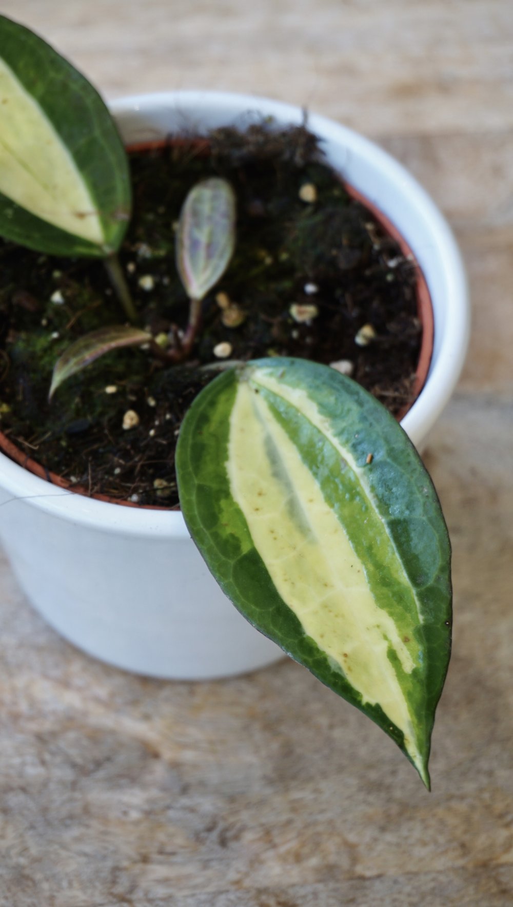 Hoya Latifolia Pot of Gold