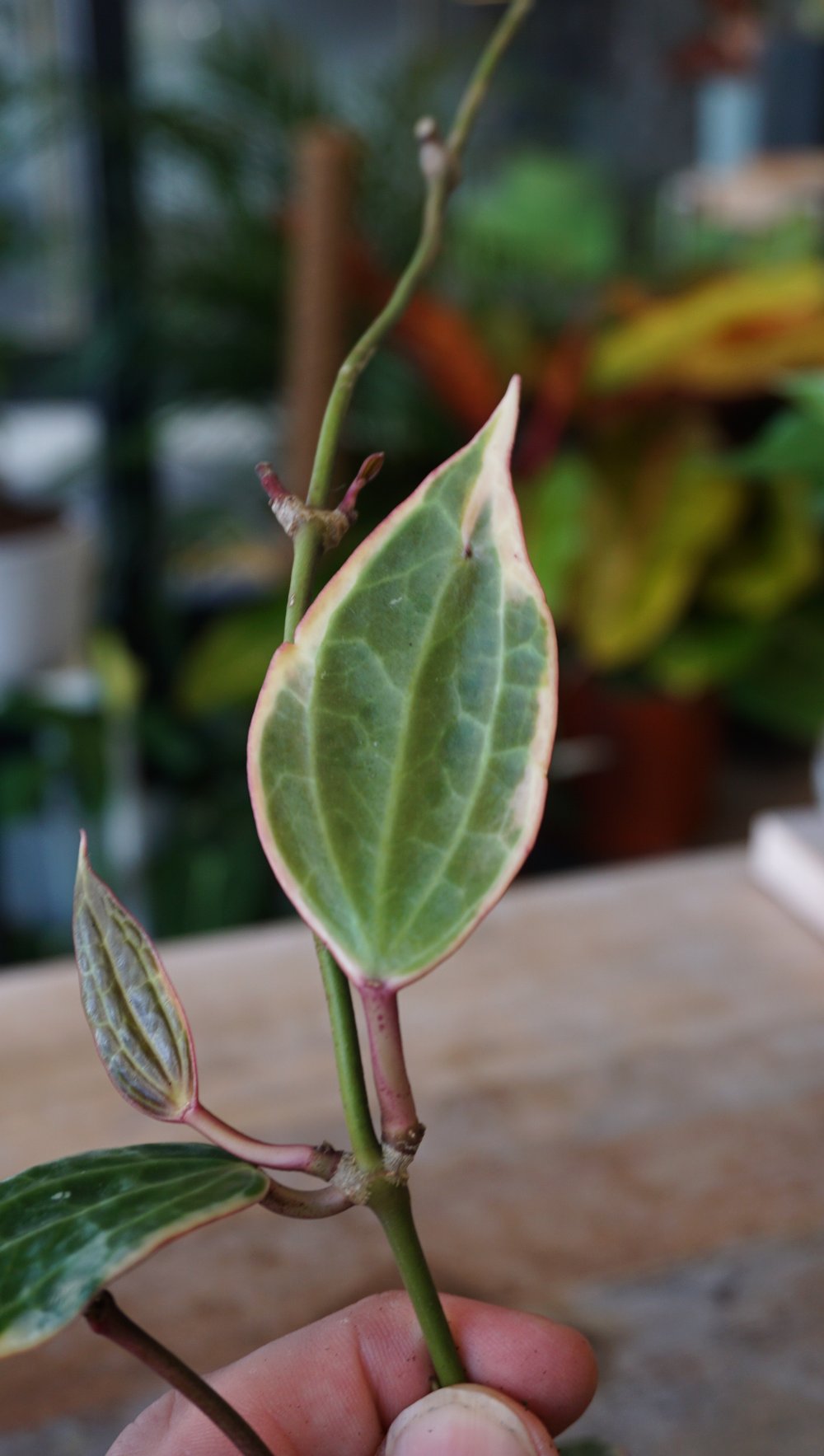 Hoya Macrophylla Variegata