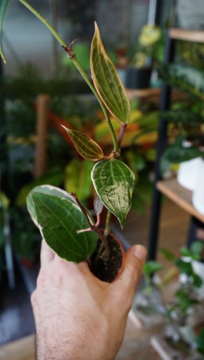 Hoya Macrophylla Variegata