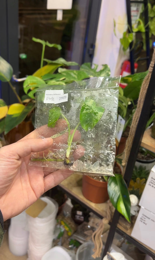 Monstera Bulbasaur (tc)